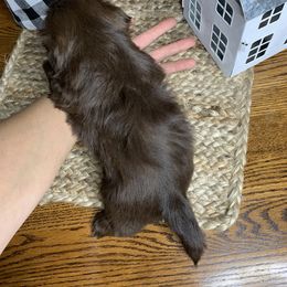 Shih Tzu Puppies from Socal Mother Of Shih Tzus