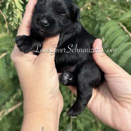 Miniature Schnauzer Puppies from Love Giver Schnauzers