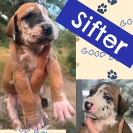 SIFTER - Harlequin male Great Dane puppy in Wellsville, New York from Prophecy Danes