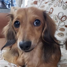 Dachshunds from Lindsays long haired doxies