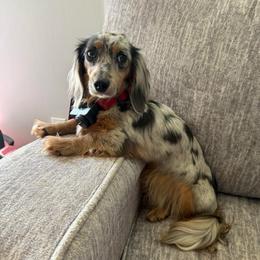 Bloom - Dachshund