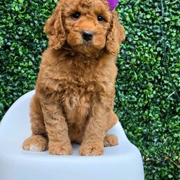 Millie's purple girl - Red  female Goldendoodle puppy in Kountze, Texas from Texas Doodles LLC