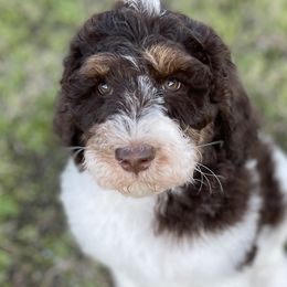 Milo - Chocolate Labradoodle puppy in Cleburne, Texas from Sugar Fig Kennel
