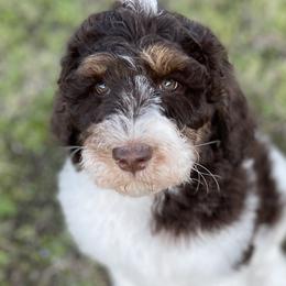 Milo - Chocolate Labradoodle puppy in Cleburne, Texas from Sugar Fig Kennel