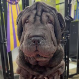 Chinese Shar-Pei puppies from Ranch Royale