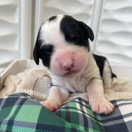 Erin - Black and white female Sheepadoodle puppy in Rocky Point, North Carolina from CelticDoods