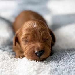 Sunsets - Red  female Goldendoodle puppy in Russell Springs, Kentucky from Milk & Honey Doodles