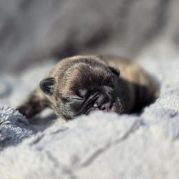 Brindle boy - Brindle male French Bulldog puppy in Polk City, Florida from Best Friend Frenchies, LLC