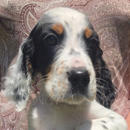 Joshua 2 - Blue belton and tan (tri-color) male English Setter puppy in Morrice, Michigan from Wild Bird Setters