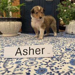Asher - Sable and white male Collie puppy in Sedalia, Missouri from Brown Acres Collies
