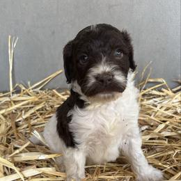 Onion - Chocolate male Labradoodle puppy in Somerset, California from Annie’s Animals