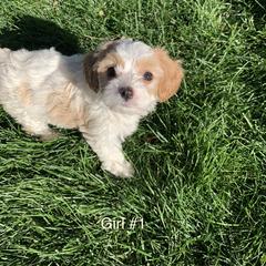 Cavachon and Cavalier King Charles Spaniel Puppies from Sarah Hill