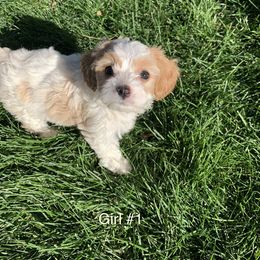 Cavachon and Cavalier King Charles Spaniel Puppies from Sarah Hill