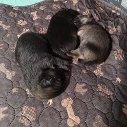 Boy 1 - Beaver sable male Pomeranian puppy in Eureka Springs, Arkansas from Maple Hills Poms