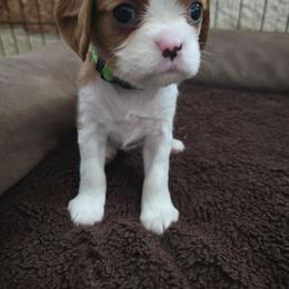 Green girl - Blenheim female Cavalier King Charles Spaniel puppy in Wimberley, Texas from Amazing AKC Puppies