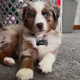 Miniature Australian Shepherd Puppies from Highland Hills Mini Aussies