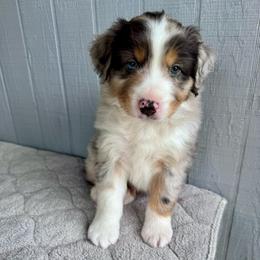 Patch - Blue merle male Miniature American Shepherd puppy in Weatherford, Texas from Paris Miniature Americans