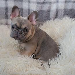 Maya - French Bulldog