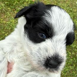 Kumari - Parti female Miniature Schnauzer puppy in Russell, Kentucky from Marjorie's Simply Schnauzer