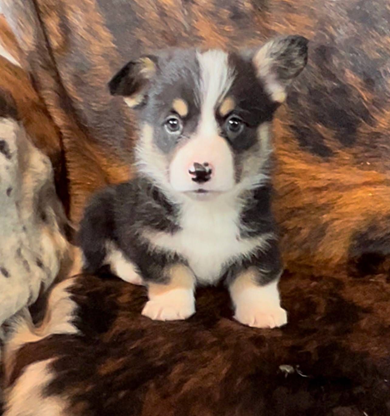 High desert sales herding dogs