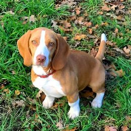 Ginny - Beagle