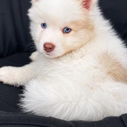 Arthur - Red and white male Pomsky puppy in Winston, Oregon from Arctic Tails Spitz