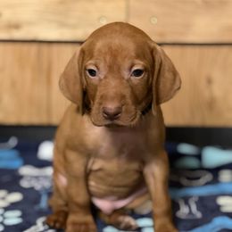 Puppy 9 - Golden rust male Vizsla puppy in Coal Center, Pennsylvania from Waymaker Vizslas