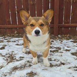 Lauger - Pembroke Welsh Corgi
