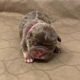 Girl 1 - Tricolors female French Bulldog puppy in Amarillo, Texas from Bomb City Bulldogs