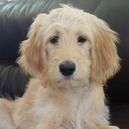 Goldendoodles from Southern Belle Goldendoodles