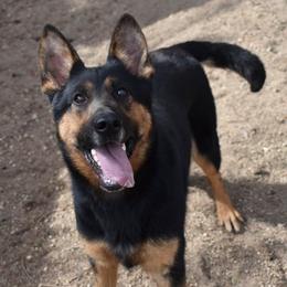 Xandi - Black and tan female German Shepherd puppy in Grants Pass, Oregon from Granville German Shepherds