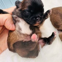 Rex - Fawn sable male Pekingese puppy in Plano, Texas from Dogs lovers