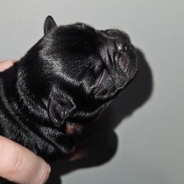 Boy - Black male Brussels Griffon puppy in Fyffe, Alabama from BamaBrussels