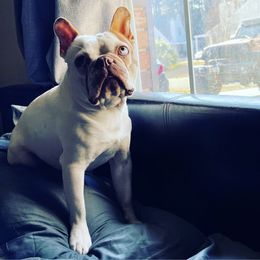 Boston Terrier Puppies from Bonze Boston Terriers