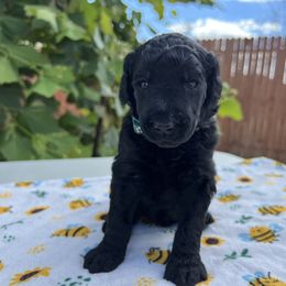 Poodle Puppies from Tyler Family Poodles