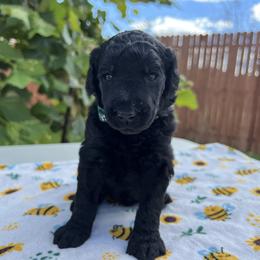 Poodle Puppies from Tyler Family Poodles