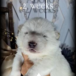 Apollo - White male German Shepherd puppy in Sequim, Washington from German Shepherd Haus