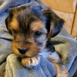Standard Boy 2 - Blue and gold male Yorkshire Terrier puppy in Willow Grove, Pennsylvania from Willow Grove Yorkie