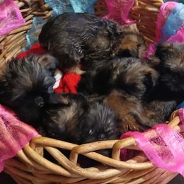 Brussels Griffon puppies from Carol's Brussels Griffon