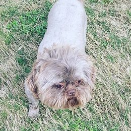 Coco - Shih Tzu