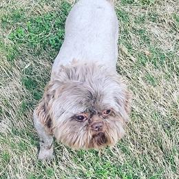 Coco - Shih Tzu