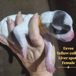 Eevee (Yellow collar) - White and liver brown female Dalmatian puppy in Raymondville, Missouri from Wagner's Dalmatian's