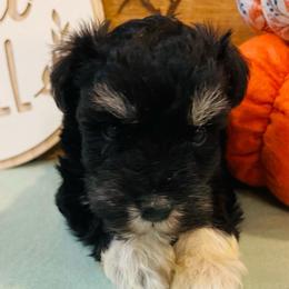 Boots - Black and silver male Miniature Schnauzer puppy in Malvern, Arkansas from Deep South Miniature Schnauzers