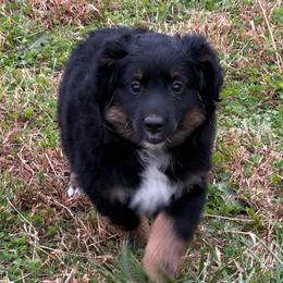 Ana (PRICE DROP) - Black tri female Miniature Australian Shepherd puppy in Stuart, Iowa from Arbor Hill Aussies