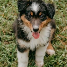Lexington(Lexi) - Black tri-color female Australian Shepherd puppy in Aberdeen, North Carolina from Huckleberry Hill Aussies LLC.