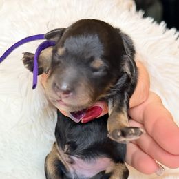 Mr. Purple - Black phantom male Aussiedoodle puppy in Georgetown, Texas from Mc Doodles of Texas LLC