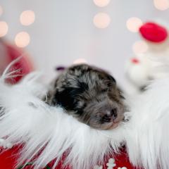 Bordoodle Puppies from 2J 2K Bordoodles