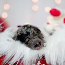 Bordoodle Puppies from 2J 2K Bordoodles