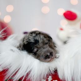 Bordoodle Puppies from 2J 2K Bordoodles