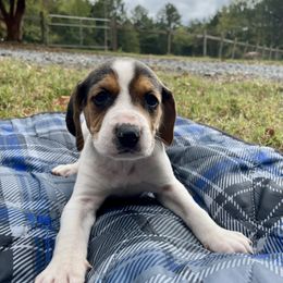 Boy 1 - Black brown and white American Foxhound puppy in Waxhaw, North Carolina from Setting Sun Kennel